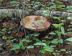 Tylopilus felleus - Жёлчный гриб