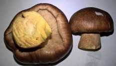 Tricholoma fulvum - Рядовка жёлто-бурая