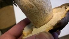 Белый гриб бронзовый