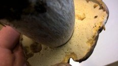 Белый гриб бронзовый