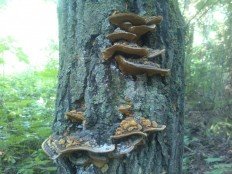 Phellinus conchatus - Феллинус раковинообразный