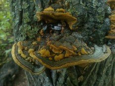 Phellinus conchatus - Феллинус раковинообразный