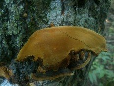 Phellinus conchatus - Феллинус раковинообразный