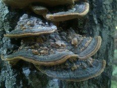 Phellinus conchatus - Феллинус раковинообразный