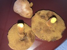 Перечный гриб