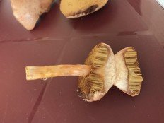 Перечный гриб