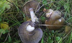 Cortinarius purpurascens - Паутинник багряный