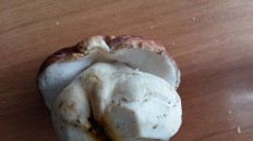 Boletus pinophilus - Белый гриб сосновый