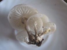 Oudemansiella mucida - Удемансиелла слизистая