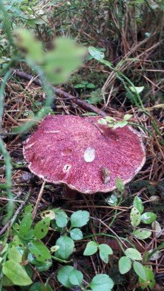 Болетин азиатский