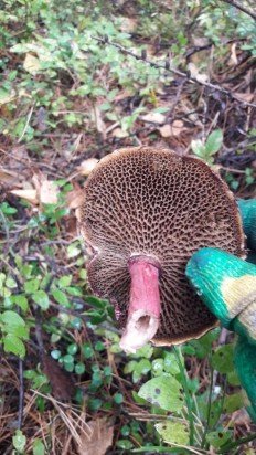 Болетин азиатский