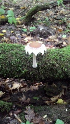 Psathyrella olympiana - Псатирелла олимпийская