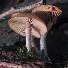Galerina marginata - Галерина окаймленная