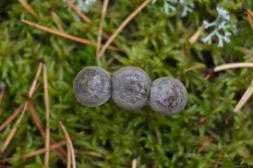 Cantharellula umbonata - Лисичка горбатая