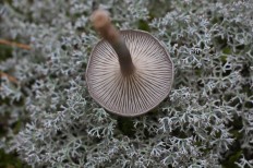 Cantharellula umbonata - Лисичка горбатая