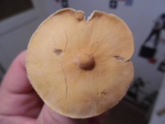 Цистодерма шелушистая