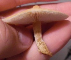 Цистодерма шелушистая