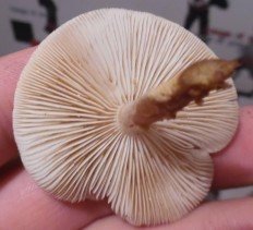 Цистодерма шелушистая