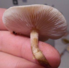 Цистодерма шелушистая