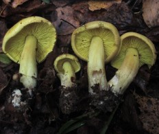 Tricholoma frondosae - Рядовка лиственная