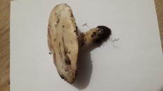 Agaricus arvensis - Шампиньон полевой