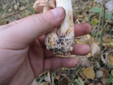 Tricholoma populinum - Подтопольник