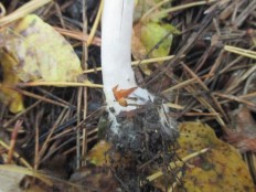 Agaricus placomyces - Шампиньон плоскошляпковый