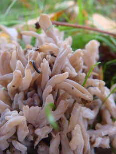 Clavulina coralloides - Клавулина коралловидная