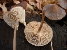 Psathyrella corrugis - Псатирелла морщинистая