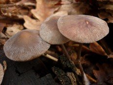 Psathyrella corrugis - Псатирелла морщинистая