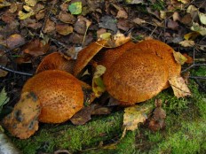 Leucopholiota lignicola - Чешуйница древесинная