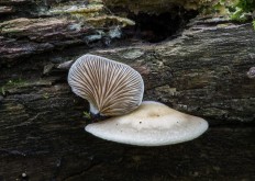 Crepidotus applanatus - Крепидот уплощенный