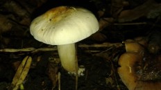Calocybe gambosa - Георгиев гриб