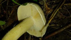 Calocybe gambosa - Майский гриб
