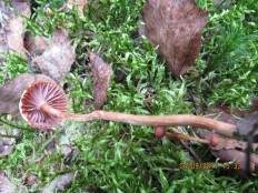 Laccaria laccata - Лаковица обыкновенная (Лаковица розовая)