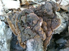 Phellinus conchatus - Феллинус раковинообразный