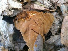 Phellinus conchatus - Феллинус раковинообразный