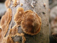 Phellinus conchatus - Феллинус раковинообразный