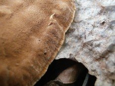 Phellinus conchatus - Феллинус раковинообразный