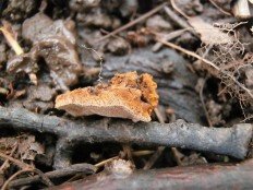 Phellinus conchatus - Феллинус раковинообразный