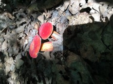 Hortiboletus rubellus - Моховик красный