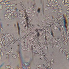 Chromosera cyanophylla - Хромозера синепластинковая