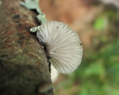 Hohenbuehelia grisea - Хоенбюелия серая