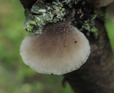 Hohenbuehelia grisea - Хоенбюелия серая