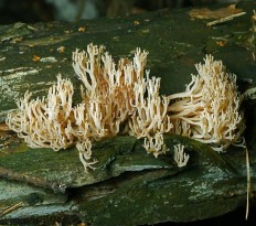 Artomyces pyxidatus - Артомицес крыночковидный