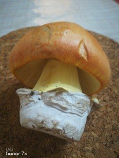 Цезарский гриб (Мухомор цезаря)