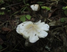 Tricholoma umbonatum - Рядовка горбатая