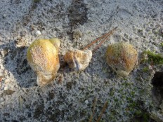 Rhizopogon luteolus - Ризопогон желтоватый