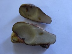 Rhizopogon luteolus - Ризопогон желтоватый