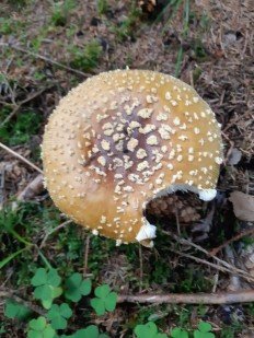 Amanita regalis - Мухомор королевский